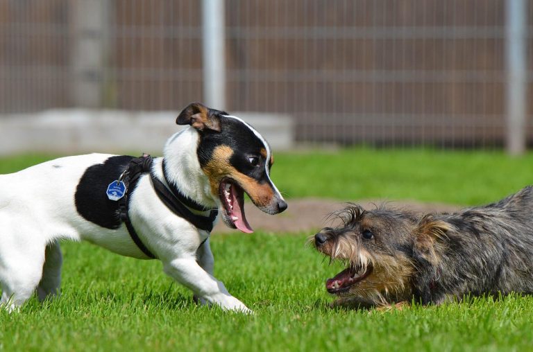 3 races de chien qui ne s’entendent pas avec les autres chiens !