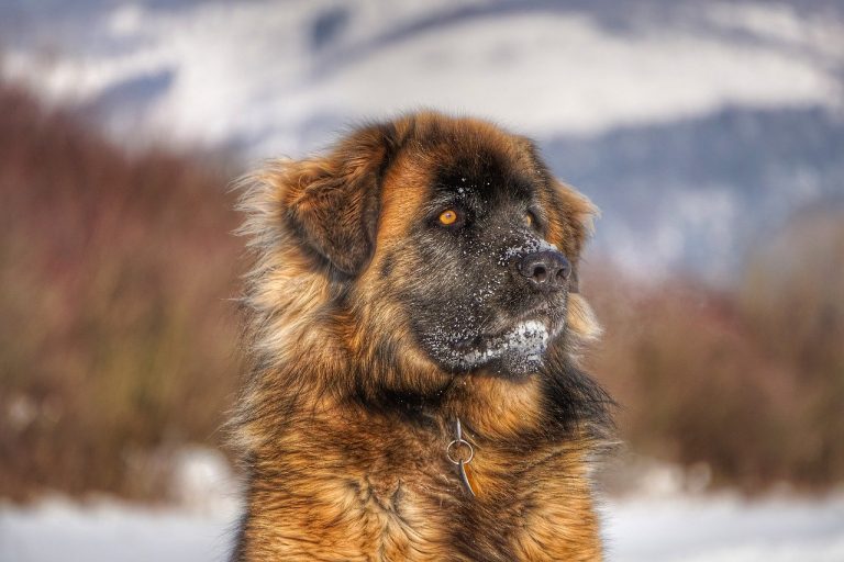 3 races de chien qui sauvent des vies 