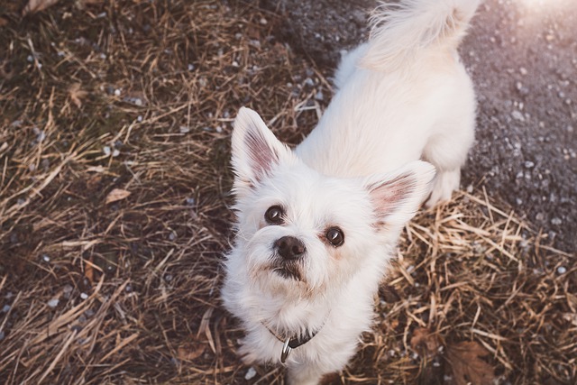 races de chien sociables