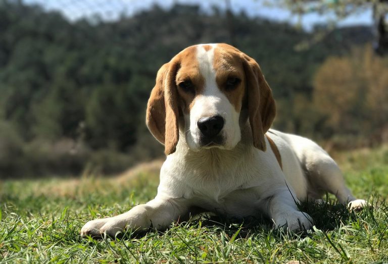 races de chien qui sont sujettes au surpoids