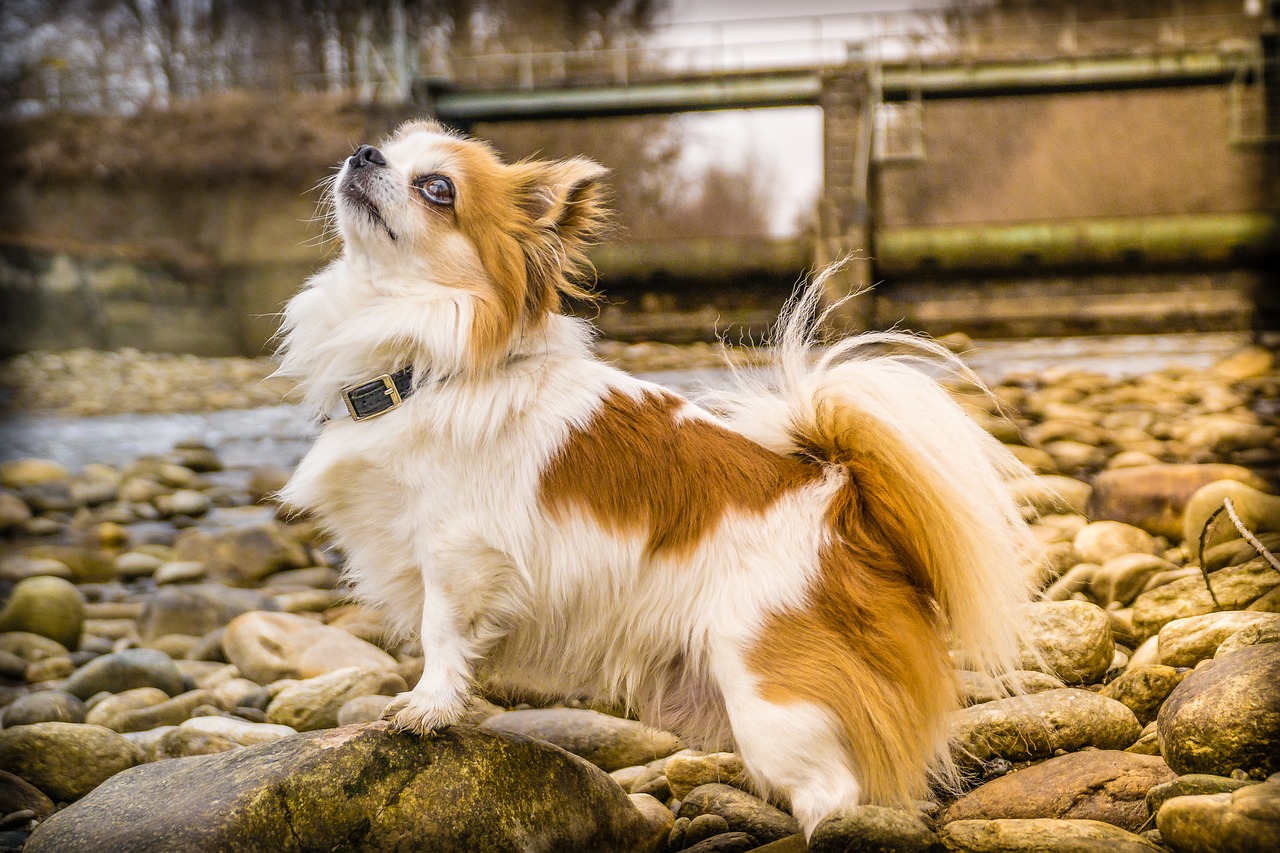 races de chien qui sont les plus timides