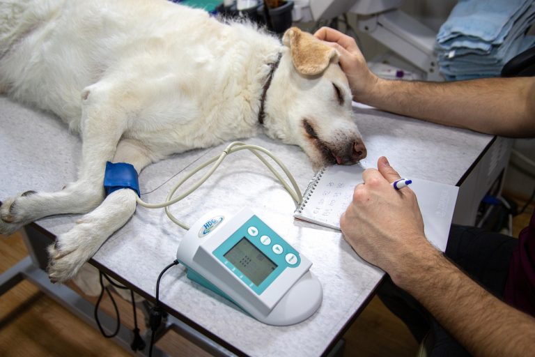 races de chien laboratoire