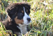 races de chien qui vivent le moins longtemps