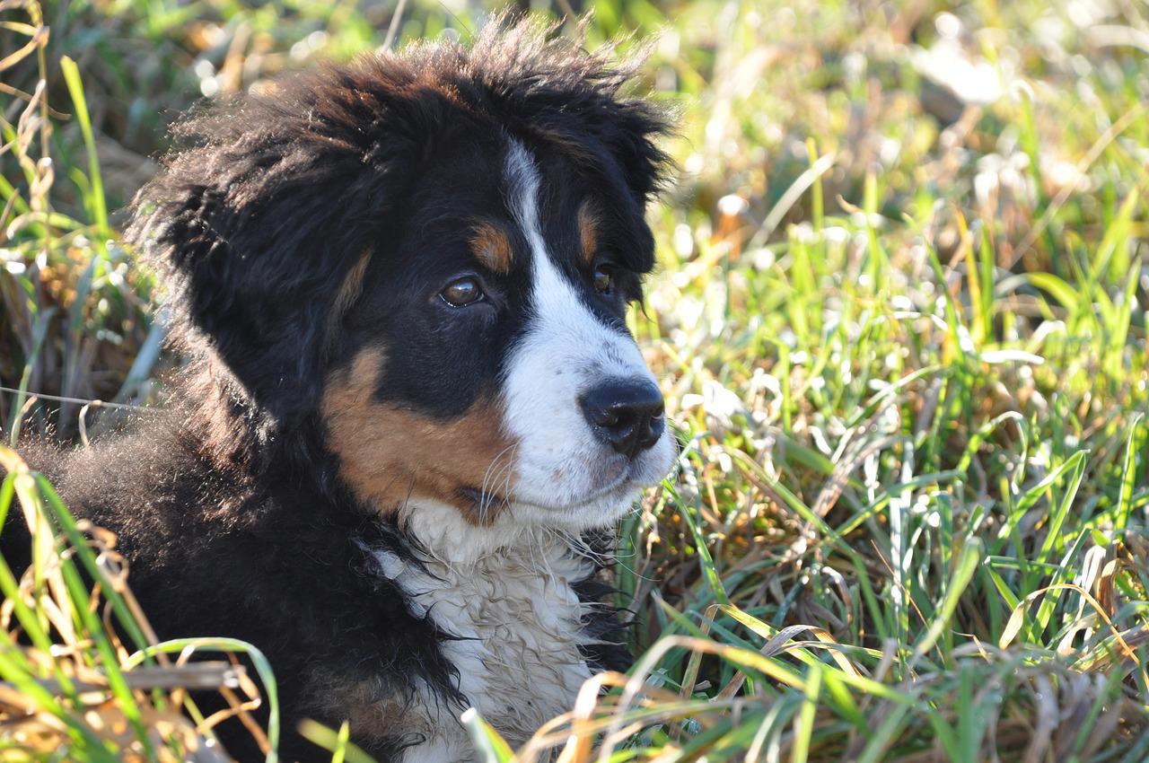 races de chien qui vivent le moins longtemps