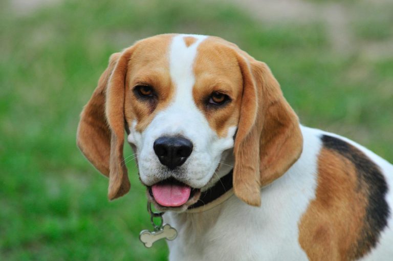 4 races de chien qui volent de la nourriture