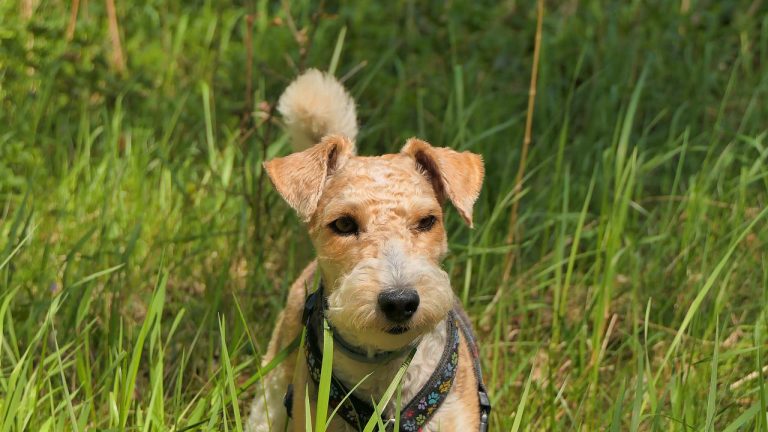 4 races de chien qui sont les moins indépendantes 