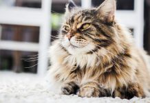 races de chat qui n’aiment pas être portées