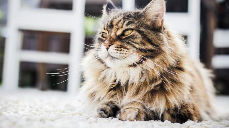 races de chat qui n’aiment pas être portées