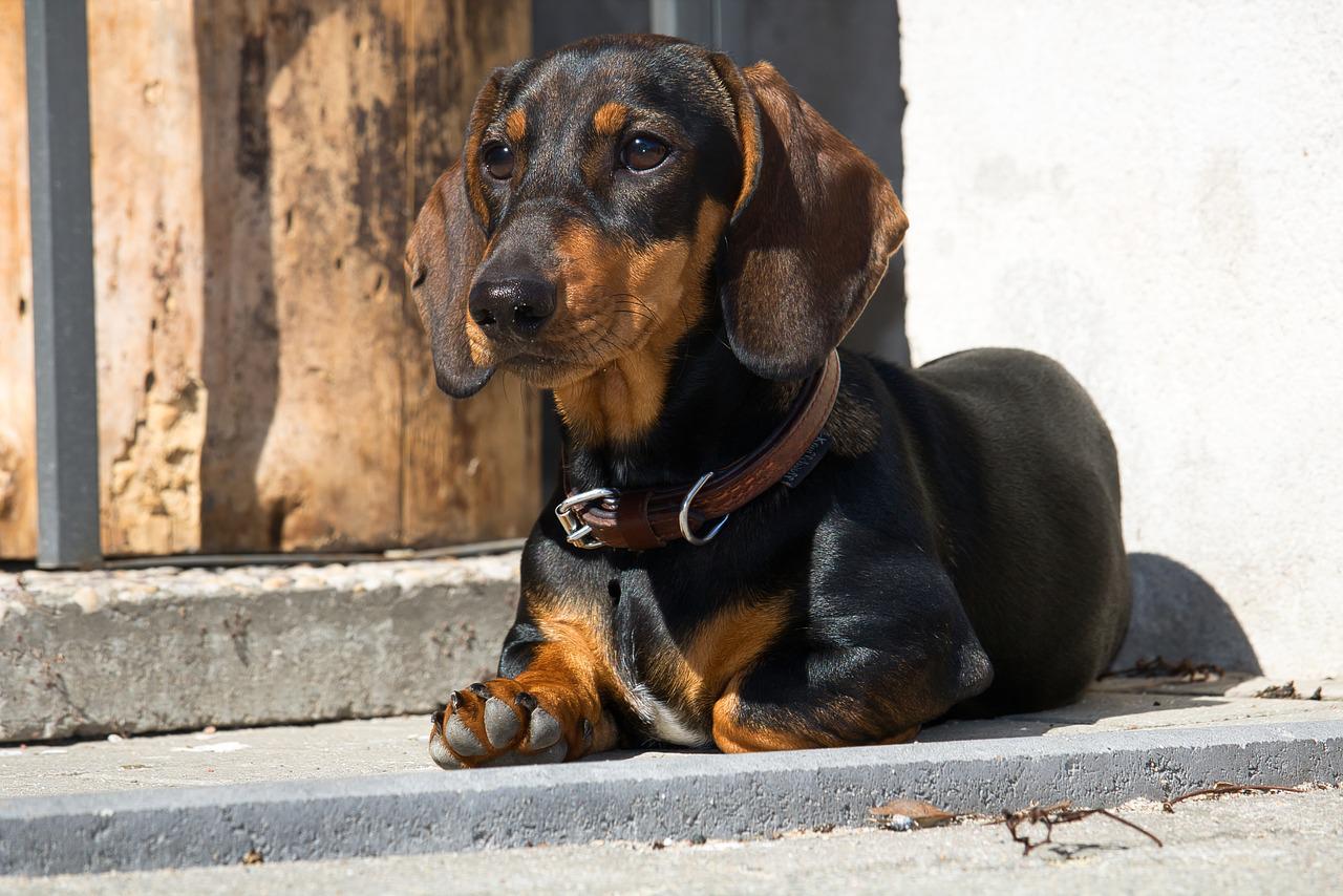 race de chien proche de leur maitre