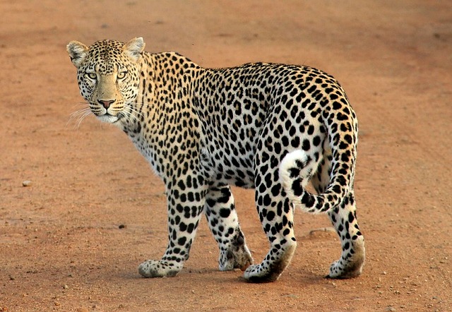 animal commençant par la lettre L