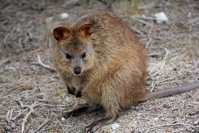 animal commençant par la lettre Q