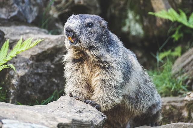 animal commençant par la lettre M