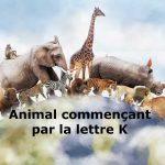 Animal en K