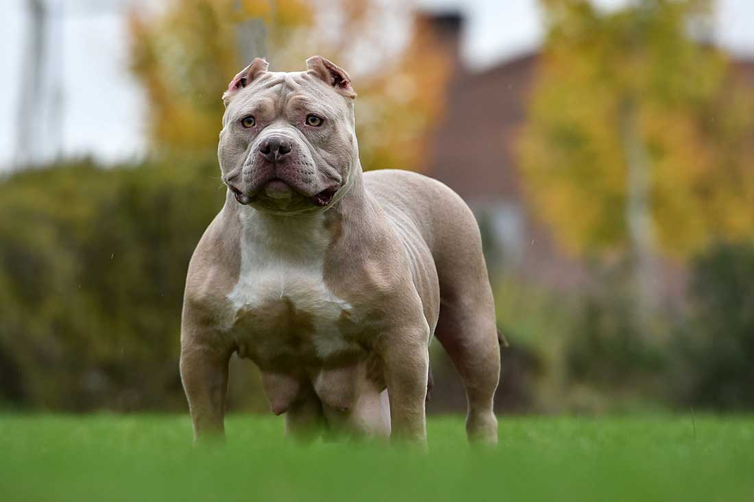 Bully Américain Bully Américain