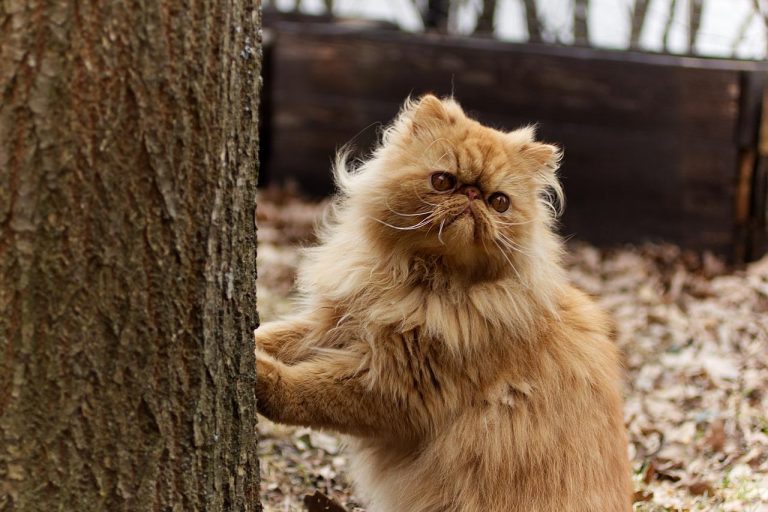 3 races de chat qui ne savent pas grimper aux arbres