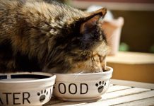 conseils alimentaires chat