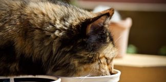 conseils alimentaires chat
