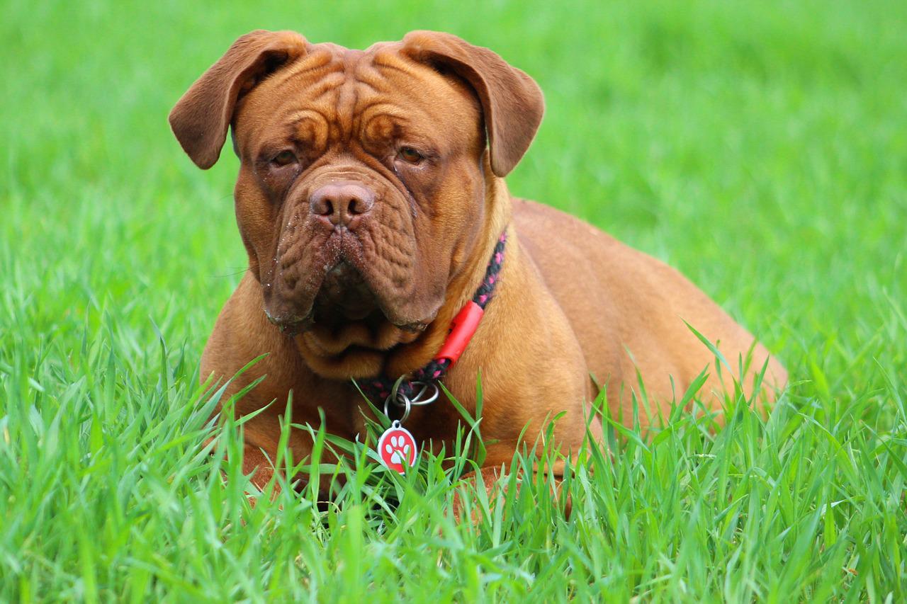 Dogue de Bordeaux