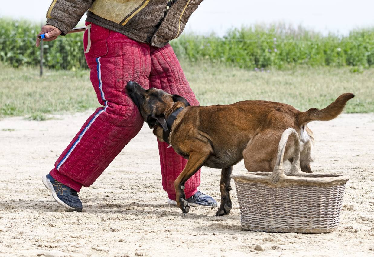 précaution de l'éducateur canin