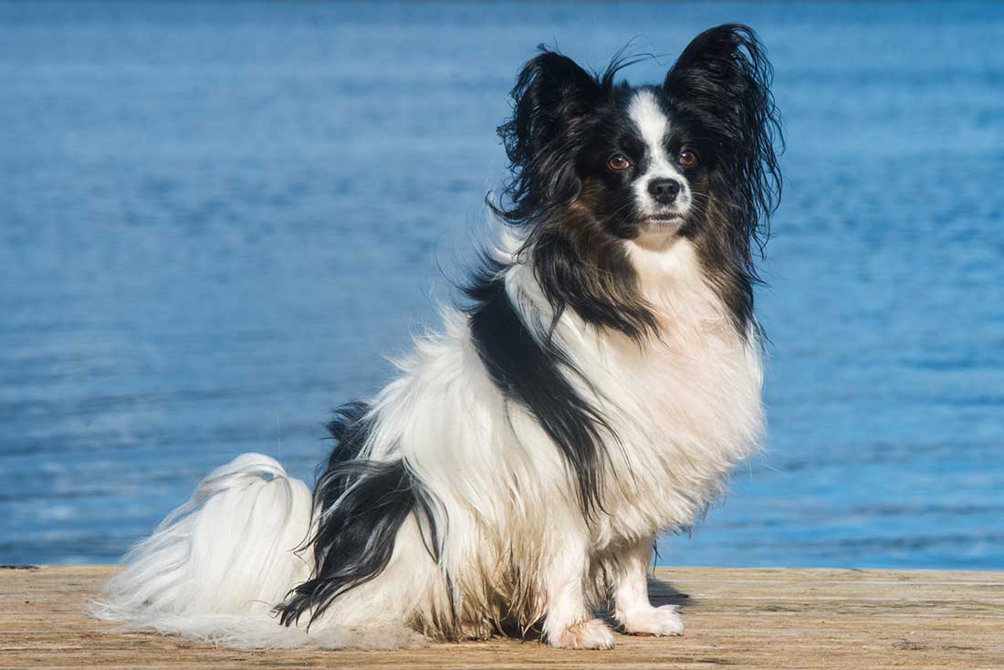 Épagneul Papillon Épagneul Papillon