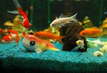 poissons d'aquarium les plus courants