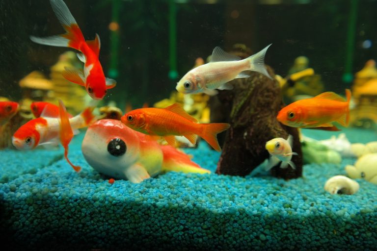 Quels sont les 5 poissons d’aquarium les plus courants ?