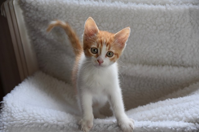 race de chat au centre de l’attention