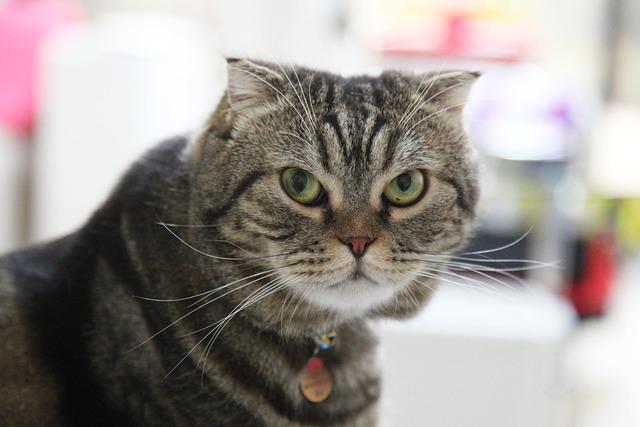 race de chat qui ont du mal à respirer