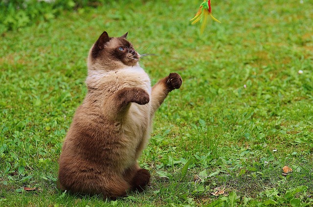 race de chat marcher en laisse