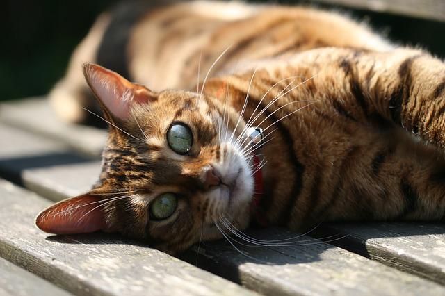 race de chat qui a l’ouïe fine