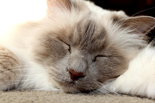 race de chat la moins stressée