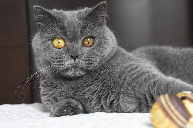 race de chat problèmes de dentition