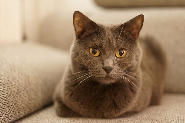 race de chat proche de leur maître