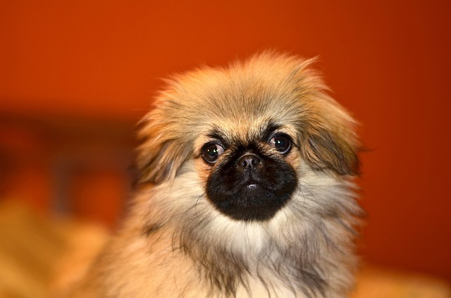 race de chien qui n’aime pas les caresses