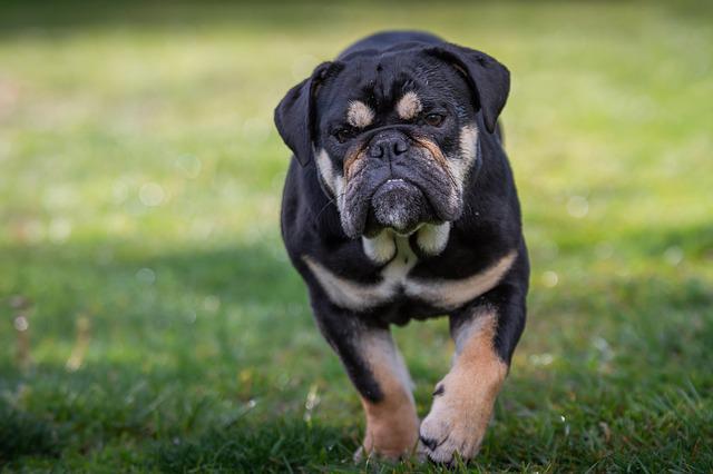 race de chien qui a l’air bête
