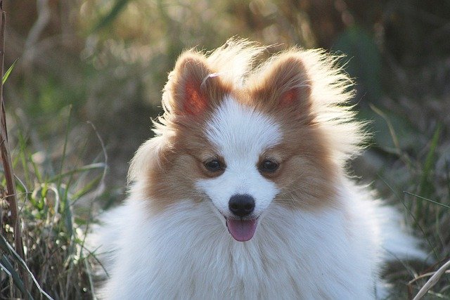 race de chien qui a l’air de sourire