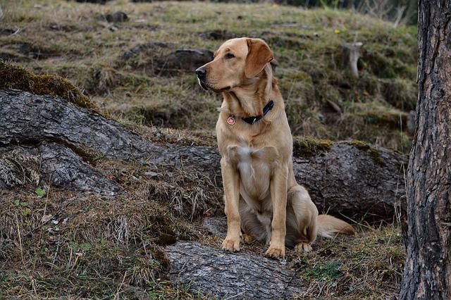 race de chien articulations fragiles