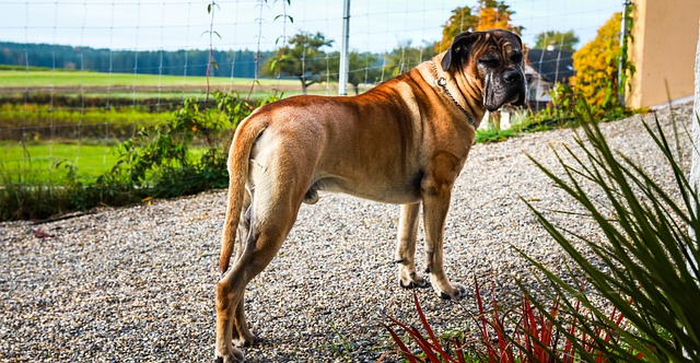 race de chien brusque