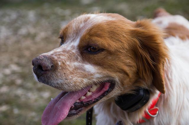 races de chien qui chasse les chats 