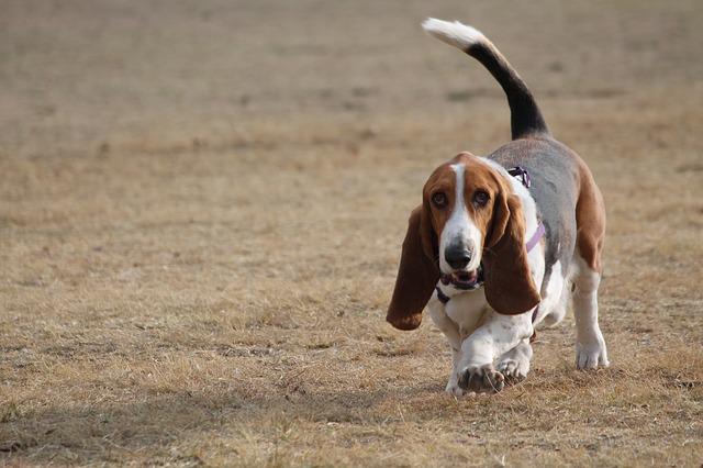 race de chien court sur pattes