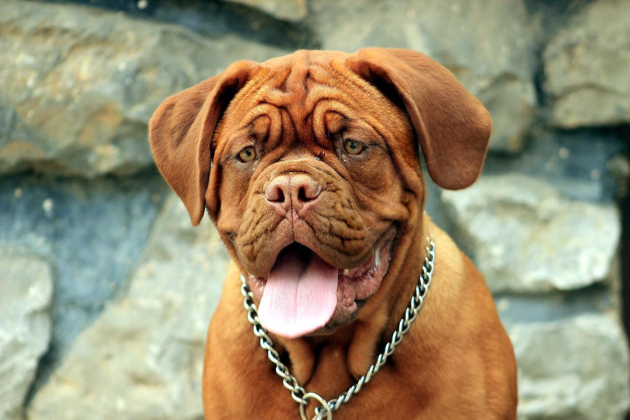 race de chien Dogue de Bordeaux