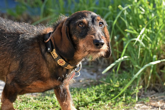 race de chien être le seul animal du foyer