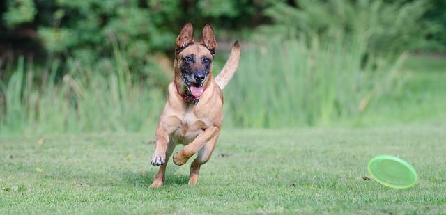 race de chien qui est très fatigante 