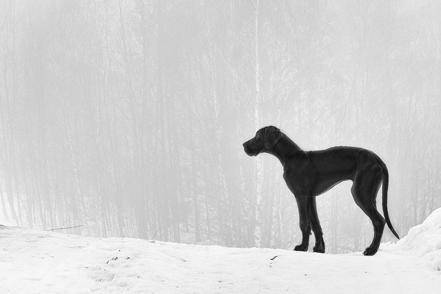 race de chien haute sur pattes