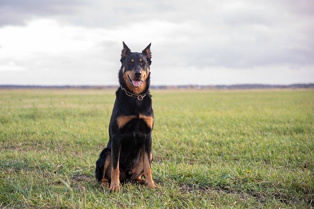 race de chien heureuse à la campagne