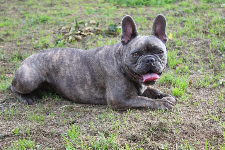 race de chien la plus sale