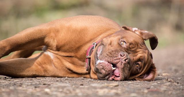 race de chien qui mange le plus 