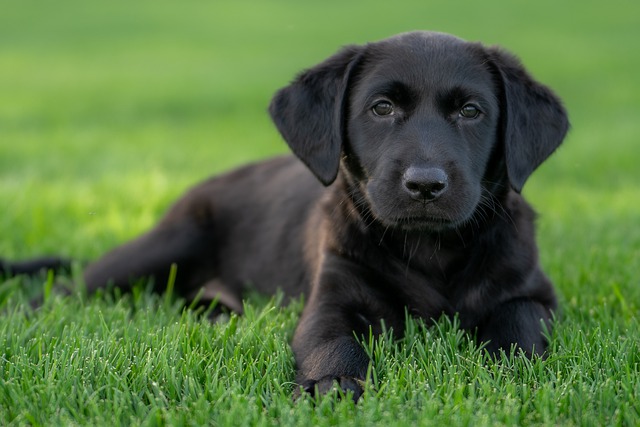 race de chien la moins adoptée