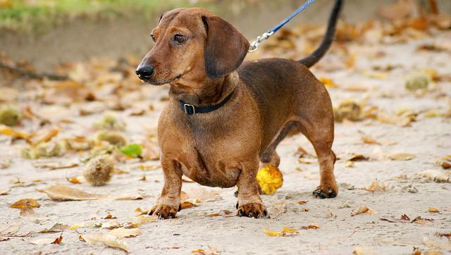 race de chien oreilles sensibles