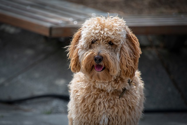 race de chien qui n’a pas le poil doux